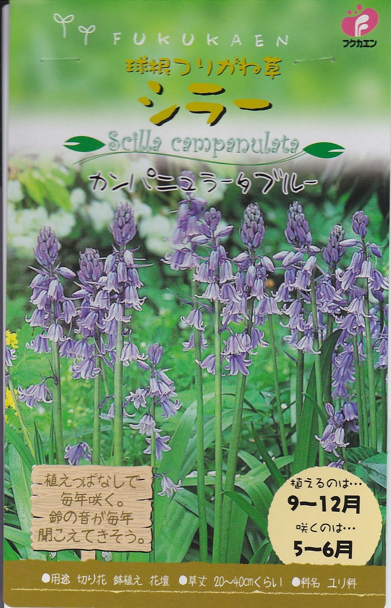 楽天市場 秋植え球根 シラーカンパニュラータブルー５球 福花園種苗 花まるマーケット