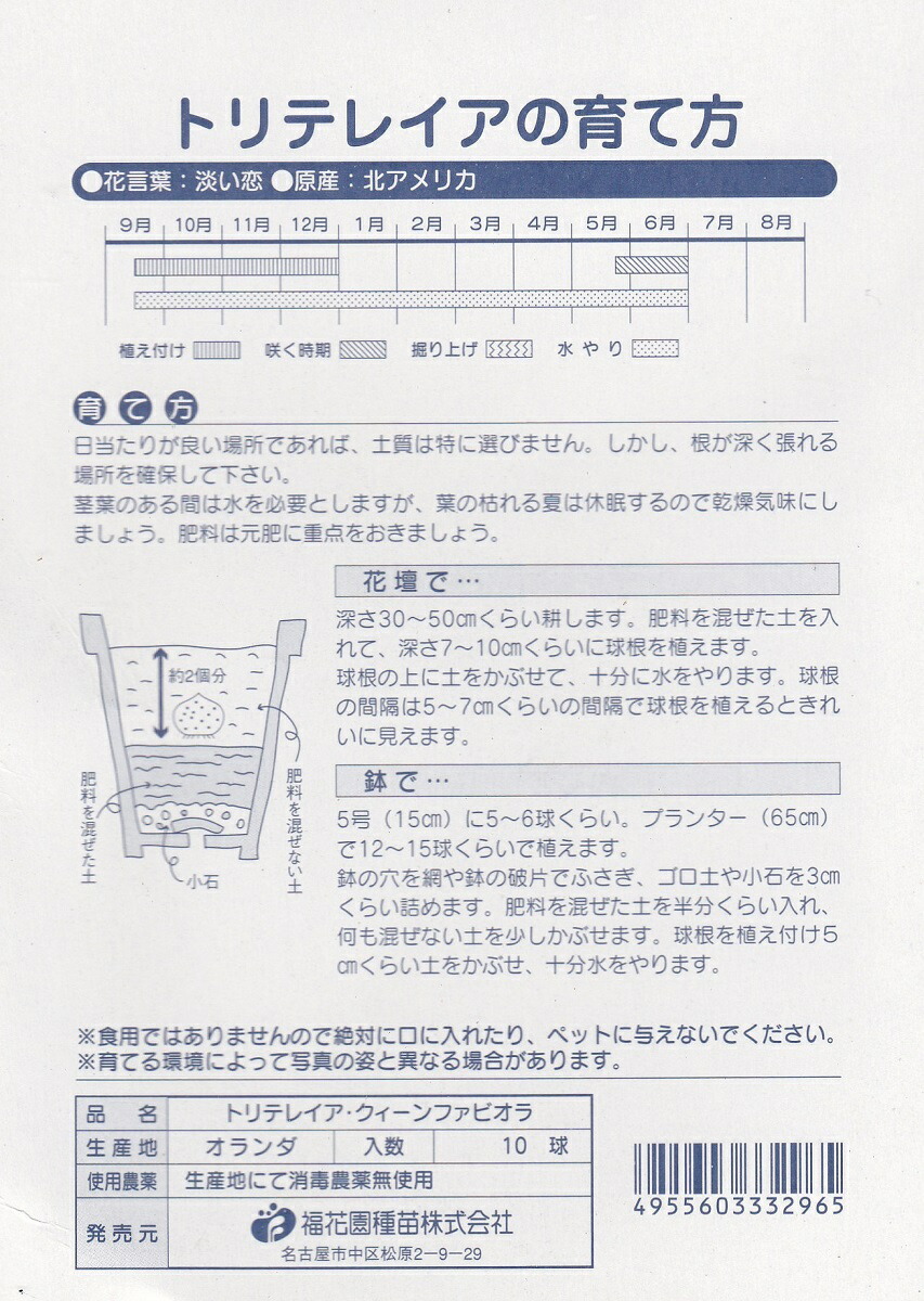 楽天市場 秋植え球根 トリテレイア クィーンファビオラ１０球 福花園種苗 花まるマーケット