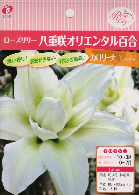 楽天市場 秋植え球根ローズリリー八重咲きオリエンタル百合カロリーナ 1球入り 花まるマーケット