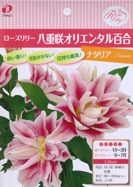 楽天市場 秋植え球根 ローズリリー八重咲きオリエンタル百合ナタリア 1球入り 花まるマーケット