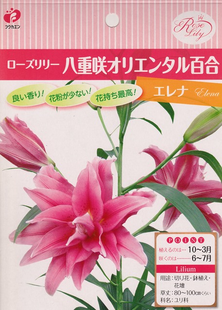 楽天市場 秋植え球根ローズリリー八重咲きオリエンタル百合エレナ 1球入り 花まるマーケット