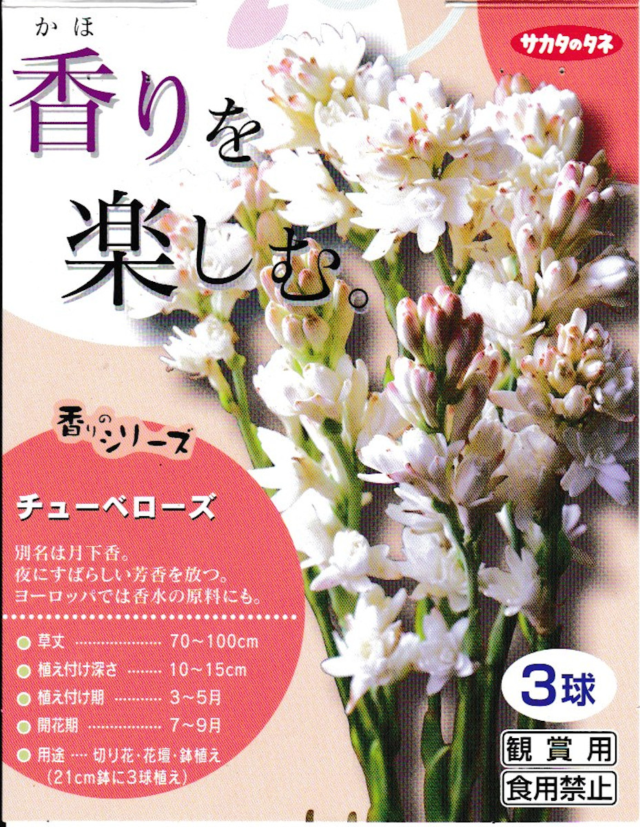 楽天市場 チューベローズ 月下香 ３球入 サカタのタネ 花まるマーケット