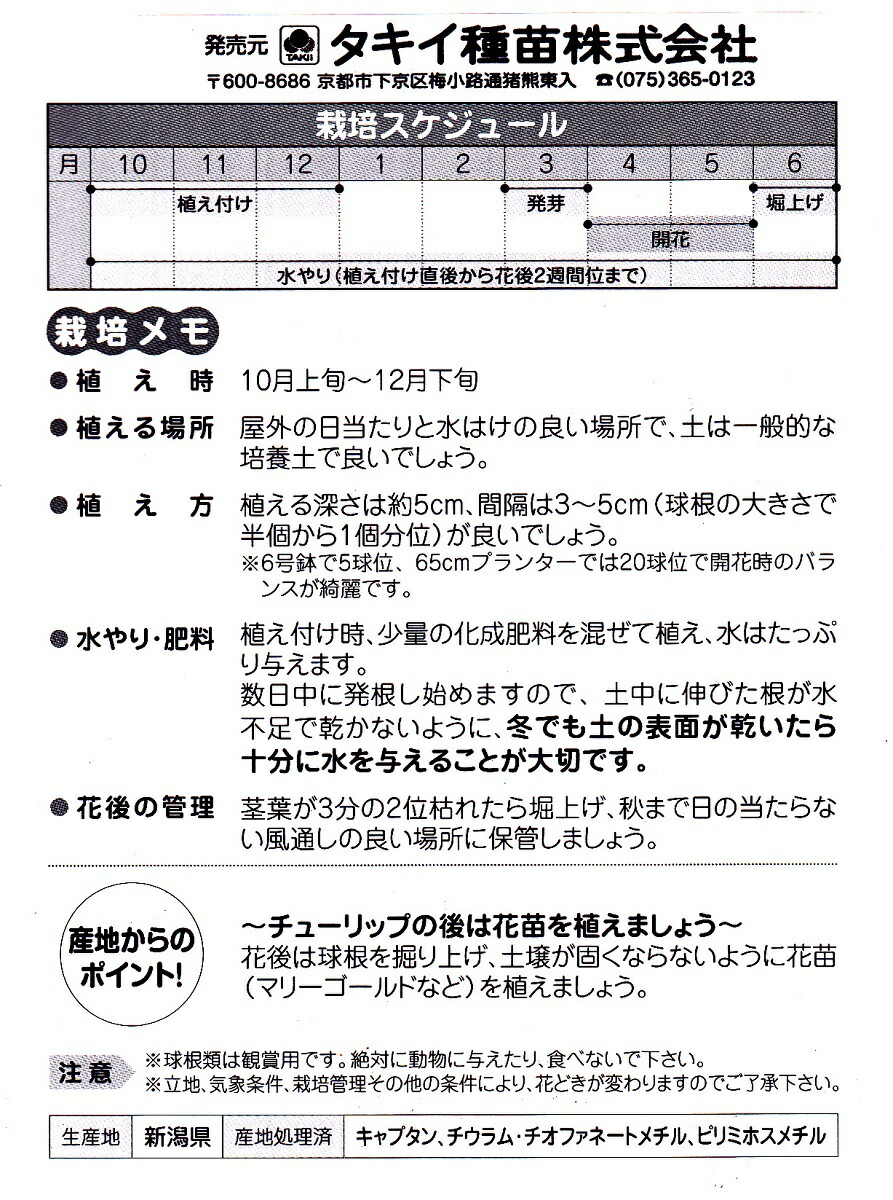 楽天市場 秋植え球根 チューリップ一重咲きmix 5球入り 花まるマーケット