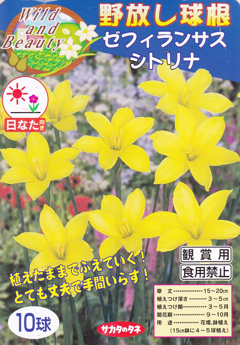 楽天市場 ゼフィランサス 10球入シトリナ 春植球根サカタのタネ 野放し球根 花まるマーケット