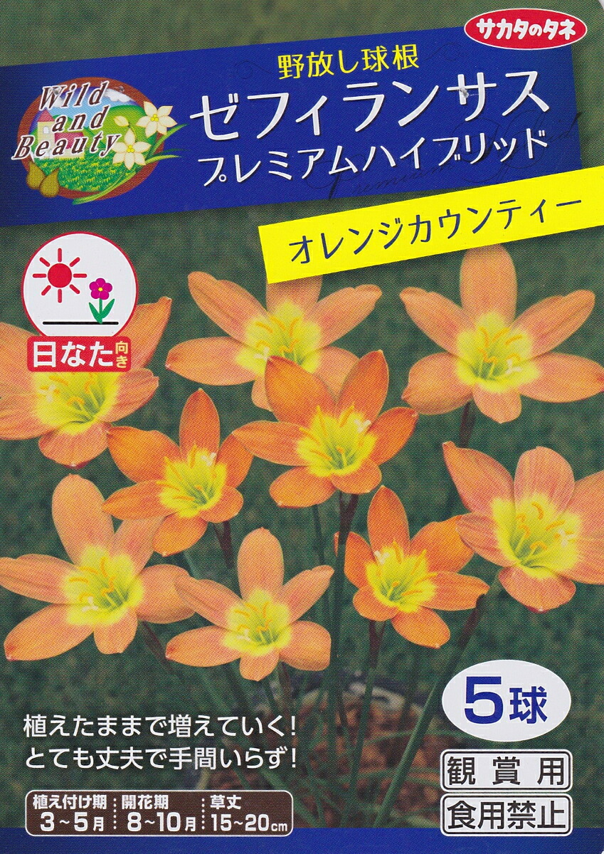 楽天市場 ゼフィランサスプレミアムハイブリッドオレンジカウンティー ５球サカタのタネ 野放し球根 花まるマーケット