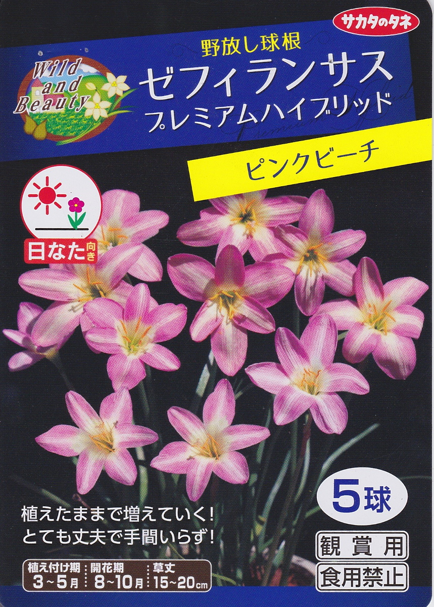 楽天市場 ゼフィランサスプレミアムハイブリッドピンクビーチ ５球サカタのタネ 野放し球根 花まるマーケット