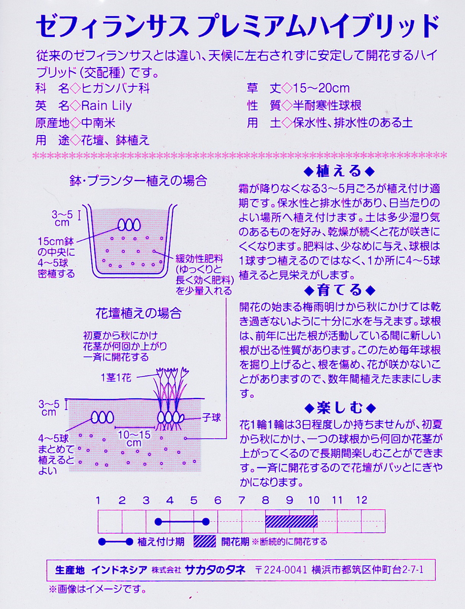 楽天市場 ゼフィランサスプレミアムハイブリッドピンクビーチ ５球サカタのタネ 野放し球根 花まるマーケット