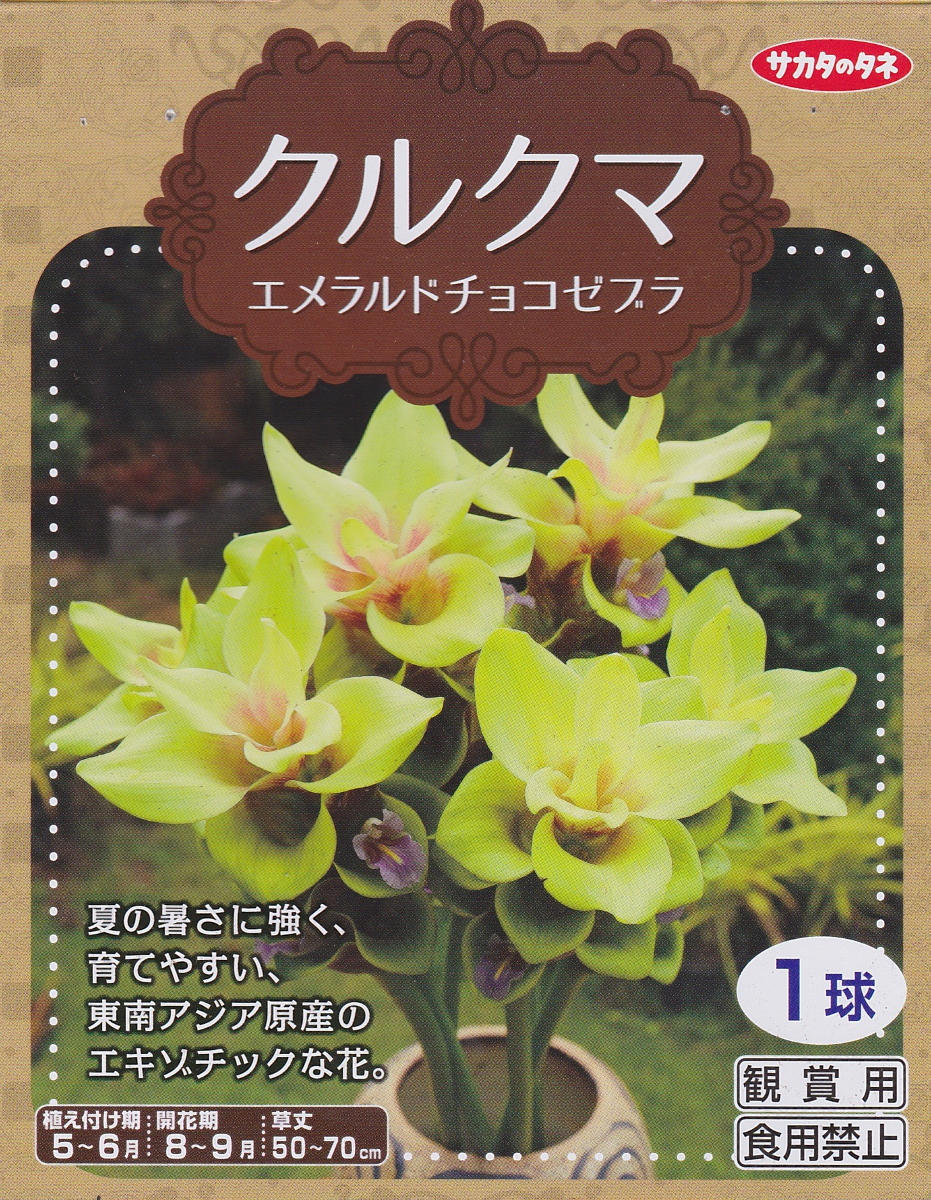 楽天市場 クルクマエメラルドチョコゼブラ １球入 春植球根 サカタのタネ 花まるマーケット