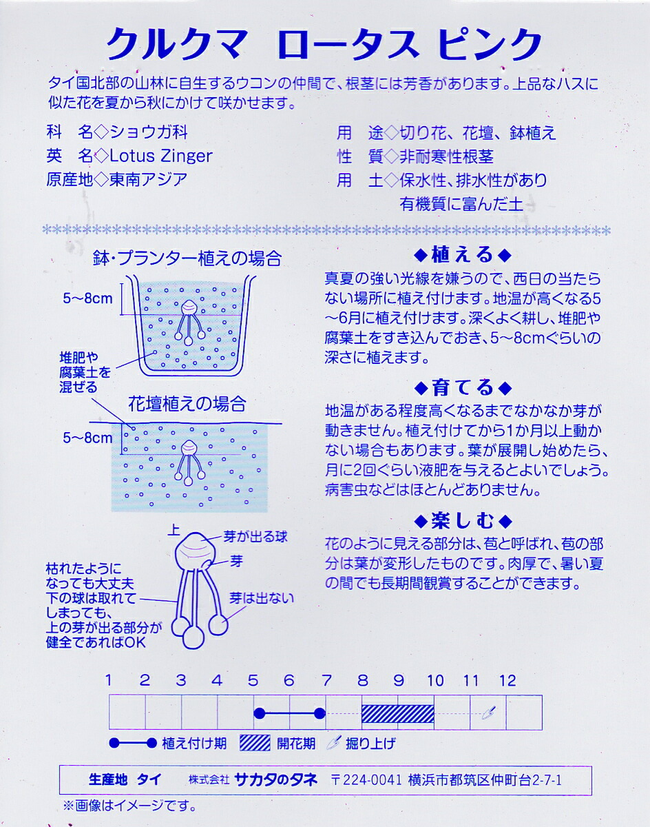 楽天市場 クルクマロータスピンク １球入 春植球根 サカタのタネ 花まるマーケット