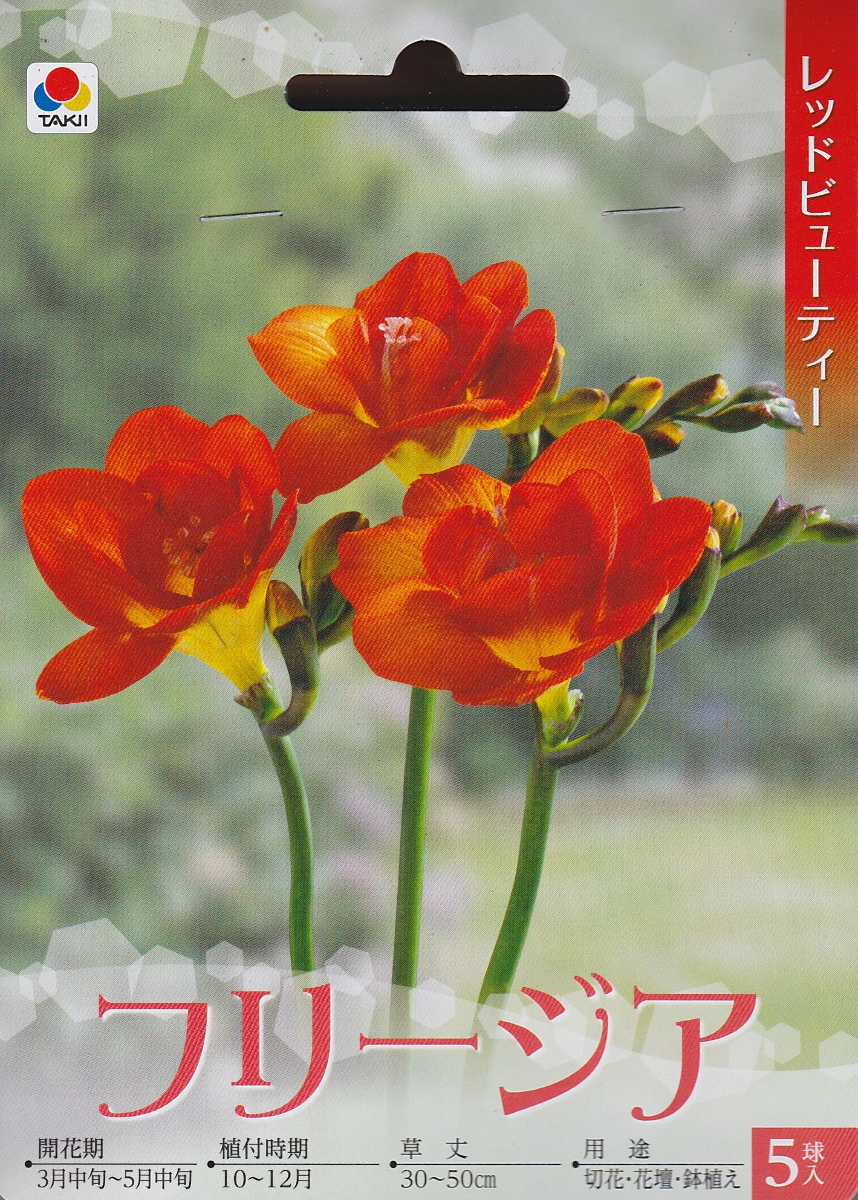 楽天市場 フリージア レッドビューティー ５球 タキイ種苗 秋植え球根 花まるマーケット