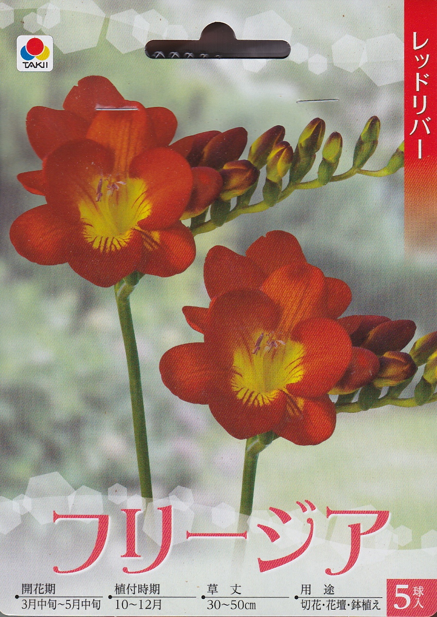 楽天市場 フリージア レッドリバー ５球 タキイ種苗 秋植え球根 花まるマーケット