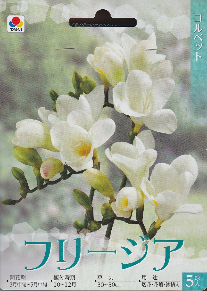 楽天市場 フリージア コルベット ５球 タキイ種苗 秋植え球根 花まるマーケット