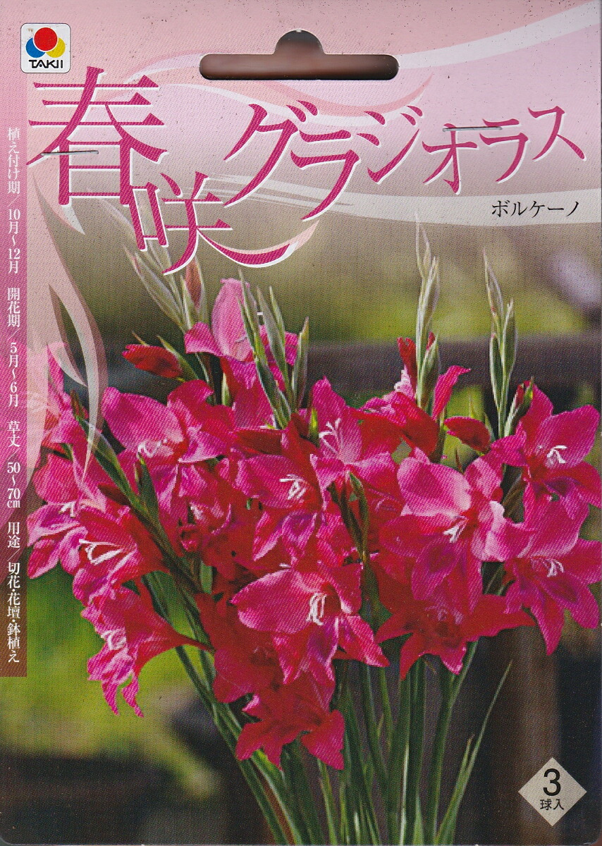 楽天市場 秋植え球根 春咲グラジオラスボルケーノ３球 タキイ種苗 花まるマーケット