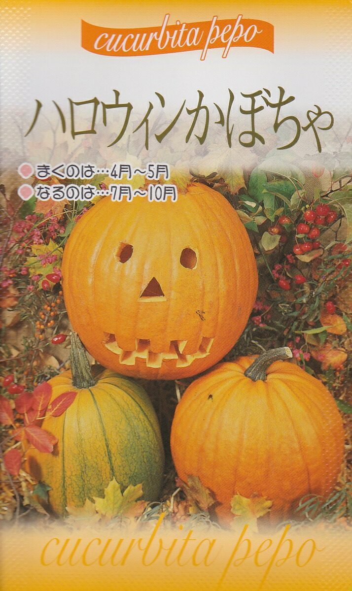 楽天市場 ハロウィンかぼちゃ 苗２ポットセット 花まるマーケット