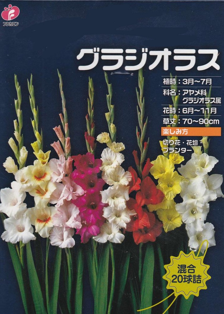 楽天市場 グラジオラス 混合球入春植え球根 花まるマーケット