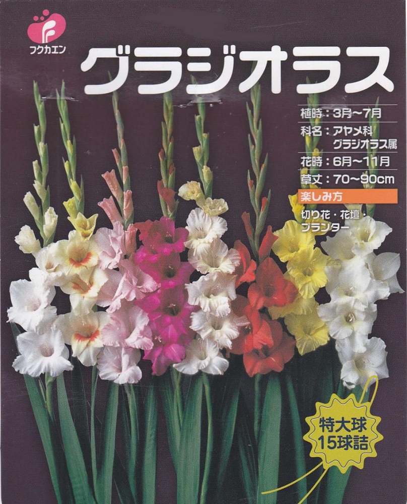 楽天市場 グラジオラス 特大球15球入春植え球根 花まるマーケット