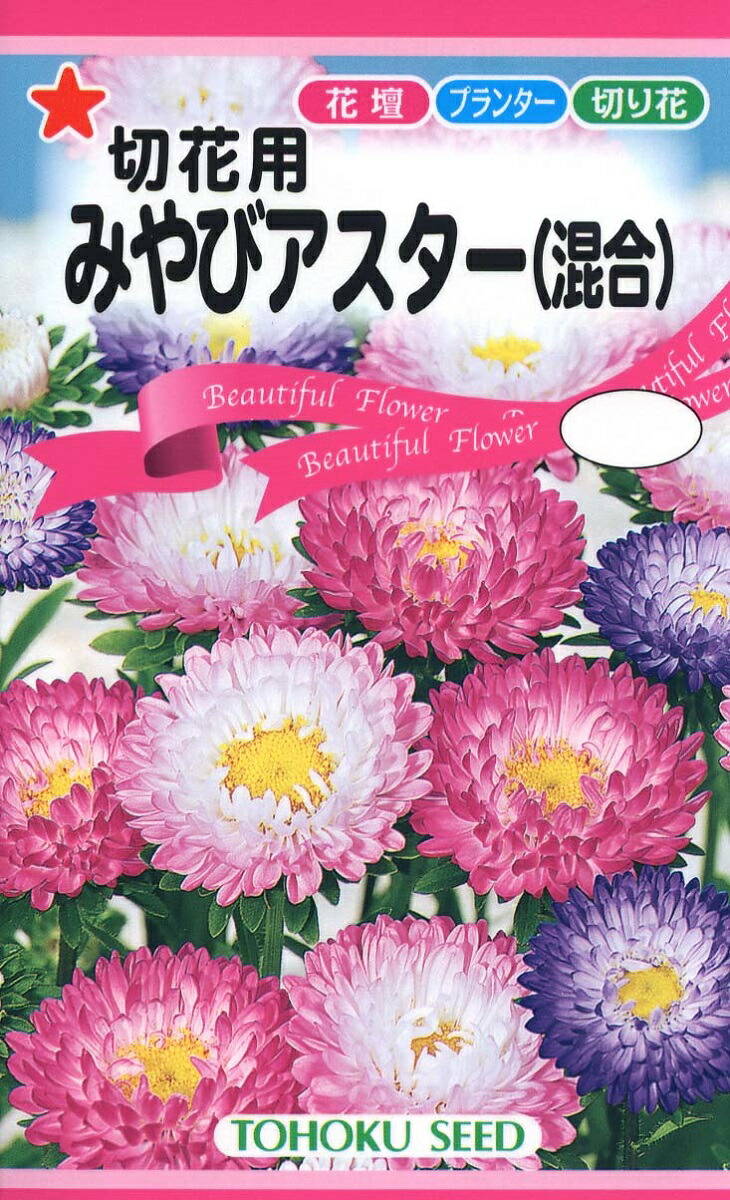 激安の アスター 切花用 宴 種 郵便は送料無料