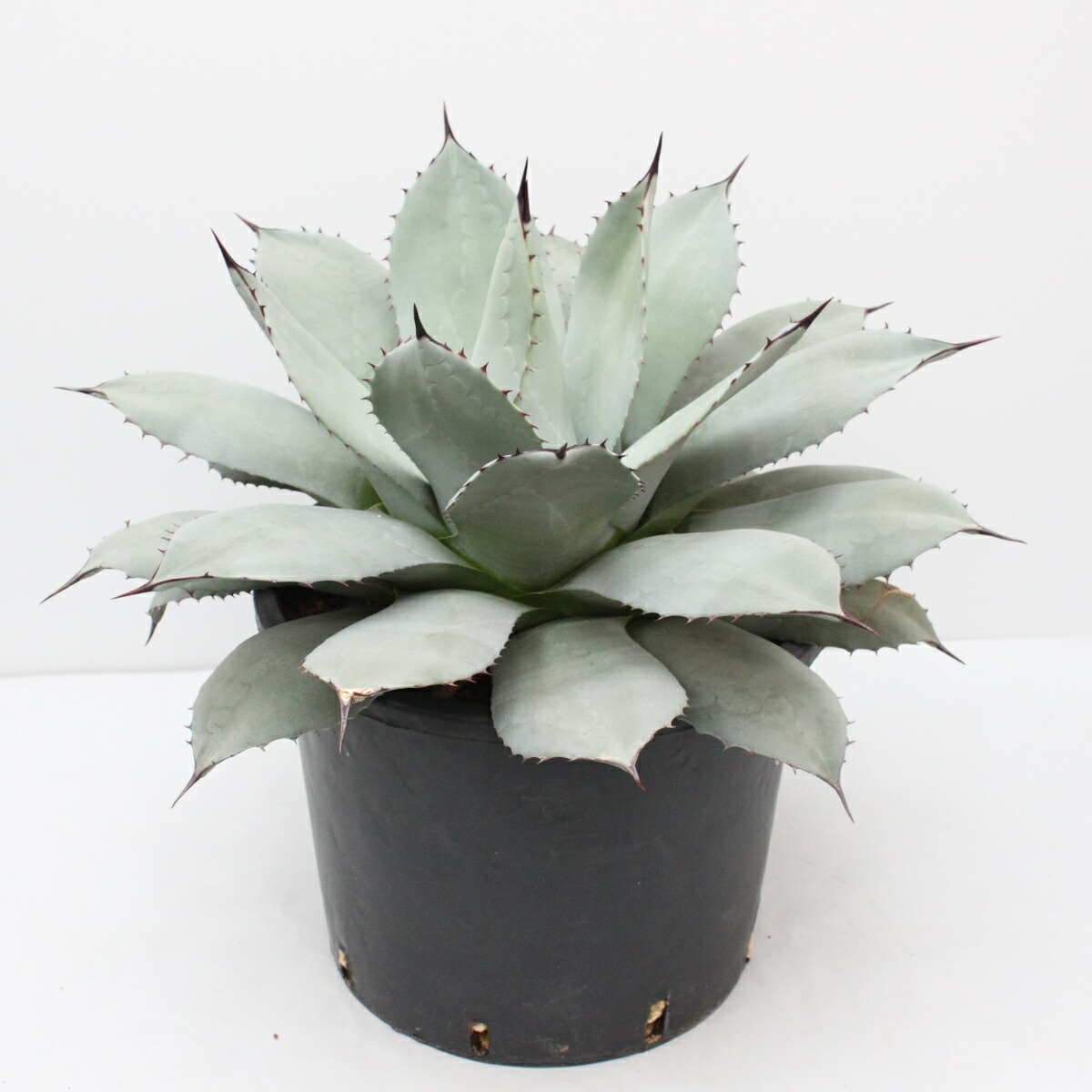 アガベ パリー特大株 花・観葉植物 | balikesirbbsk.com