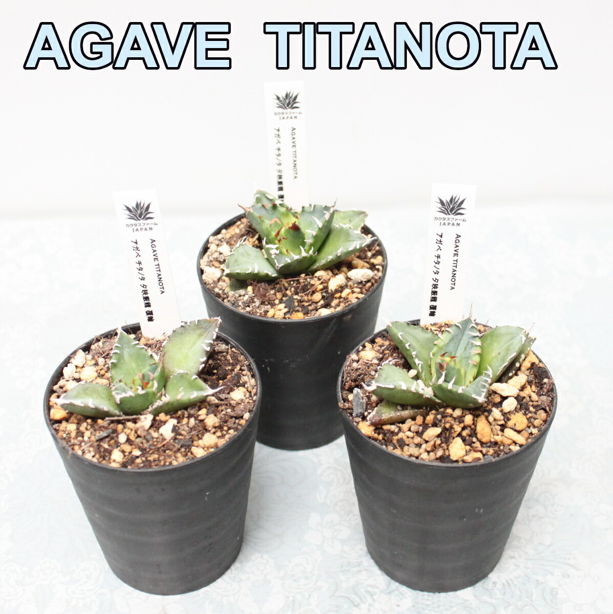楽天市場】アガベ・チタノタ「ブラック＆ブルー」 子株付き株 3号