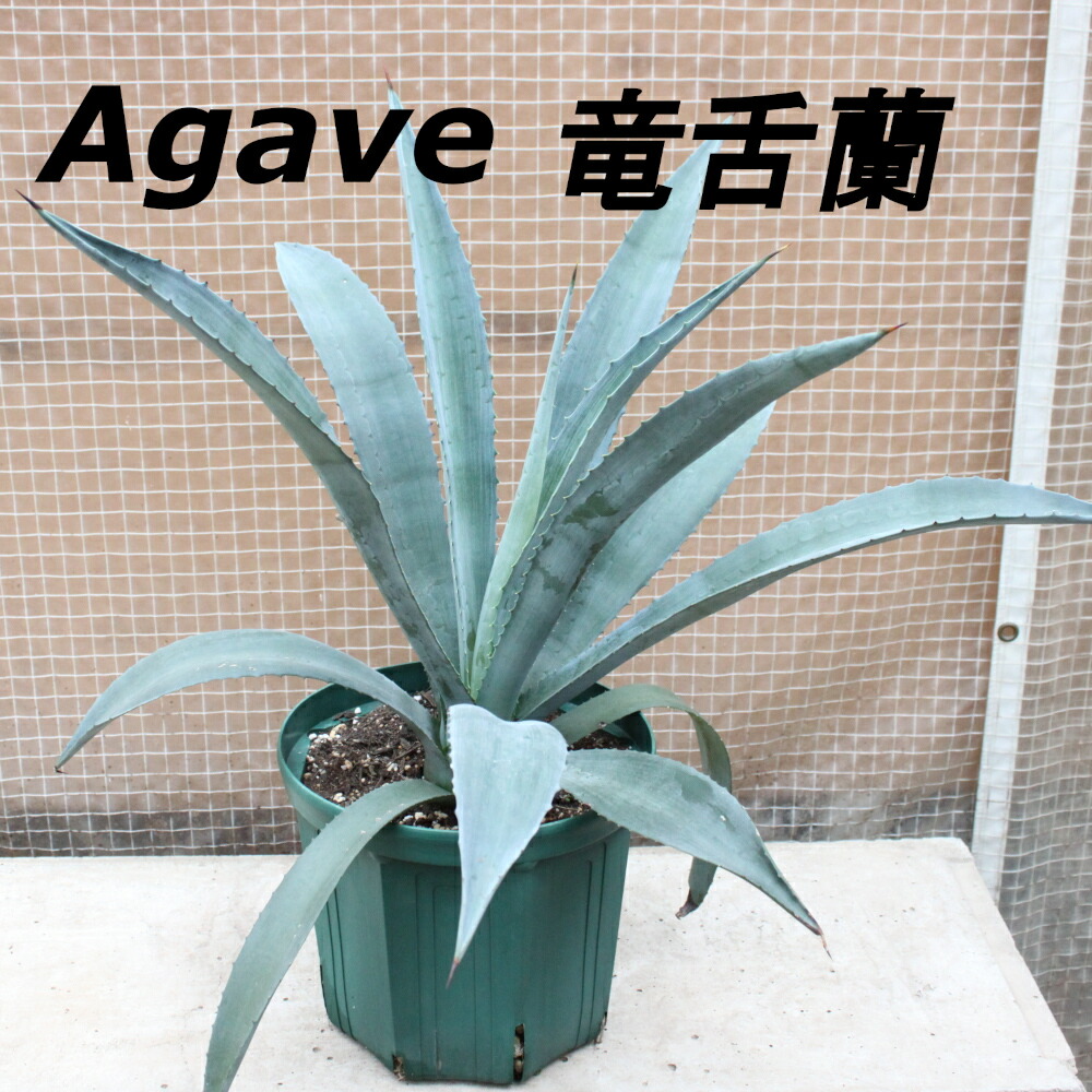 リュウゼツラン☆斑入りアガベ☆入荷です♪ 楽天市場】【現品限り】アガベ 、リュウゼツラン 【アテナータ