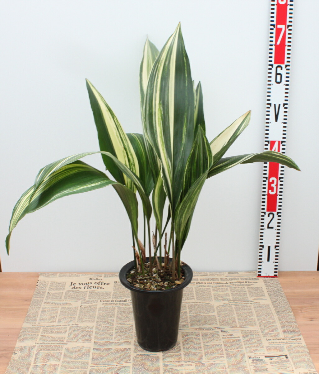 楽天市場 縞葉蘭 シマハラン ５ ５号鉢 花まるマーケット