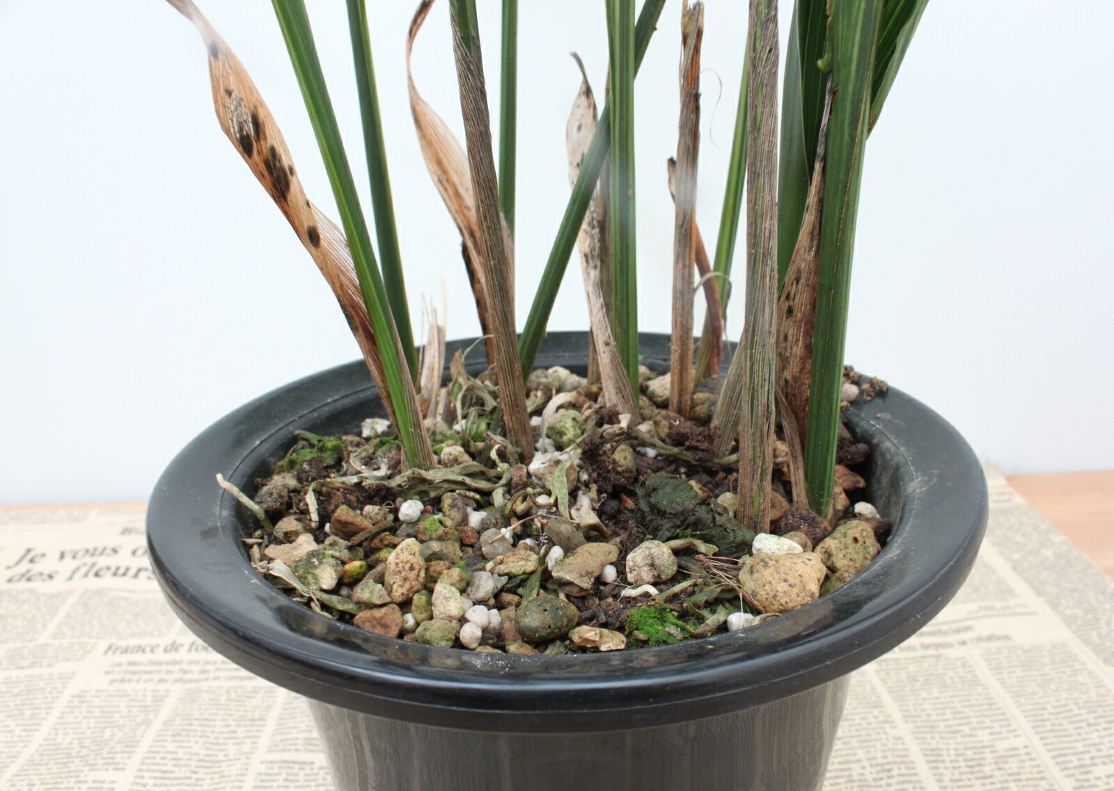 楽天市場 縞葉蘭 シマハラン ５ ５号鉢 花まるマーケット