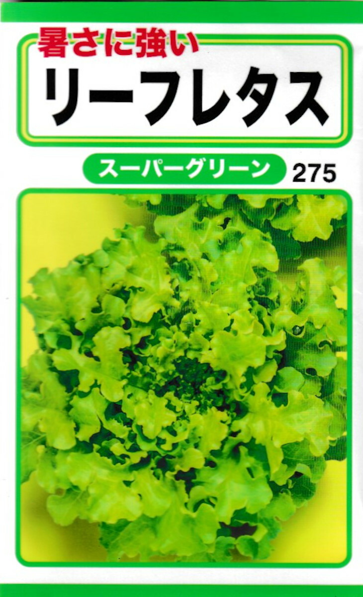 ★レタス ビックガイ レタス ｜ 品種カタログ ｜ タキイの野菜【タキイ種苗】