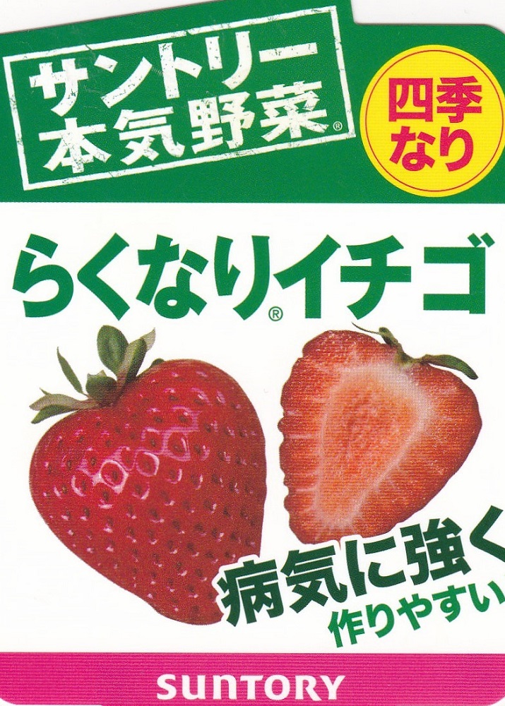 楽天市場 サントリー イチゴ苗らくなりイチゴ四季なり ３号ポット１苗 花まるマーケット