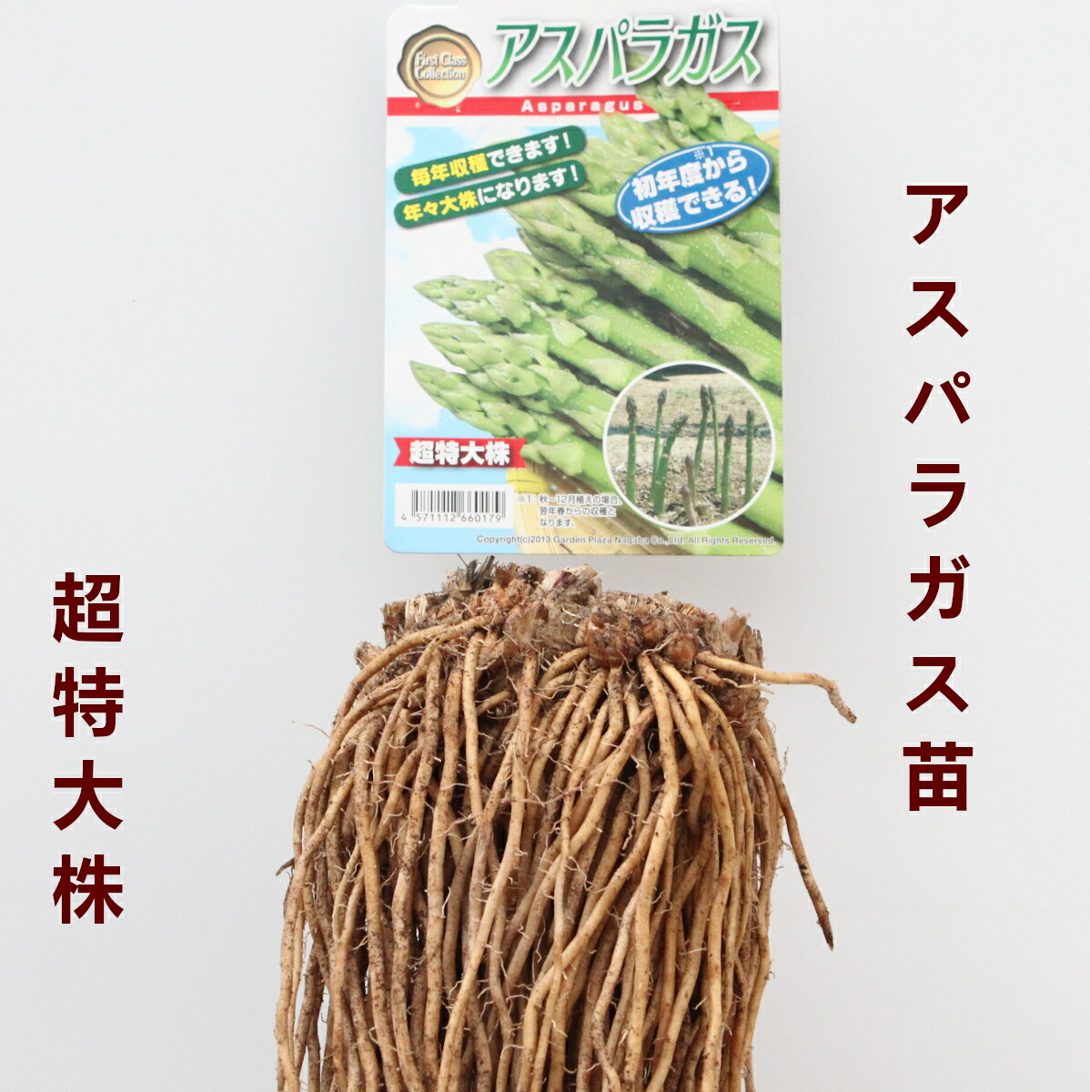 楽天市場】極早生 アスパラガス苗 2L株苗 〜国産 特大 名人の逸品株