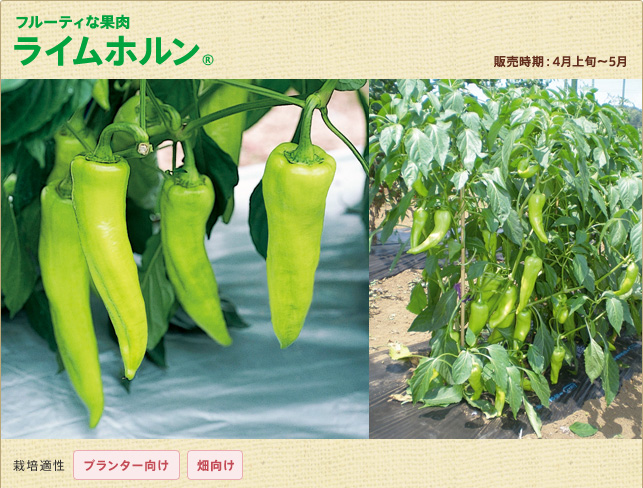 楽天市場 若穫りライムホルン サントリー本気野菜 ３号サイズ １ポット 花まるマーケット