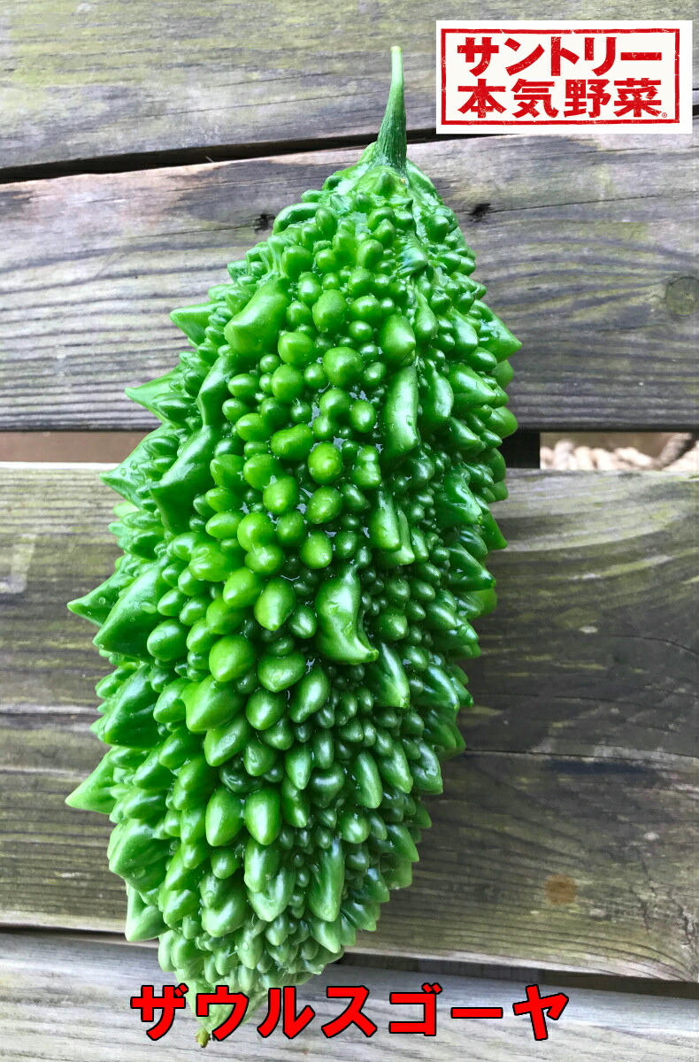 楽天市場 ザウルスゴーヤ サントリー本気野菜 ３号サイズ １ポット 花まるマーケット