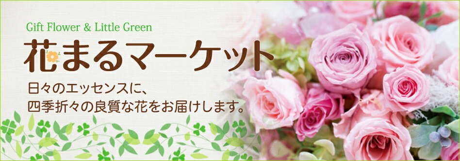 楽天市場 ポットアマリリス ピンクライバル 一重咲き 濃桃色 １球 花まるマーケット