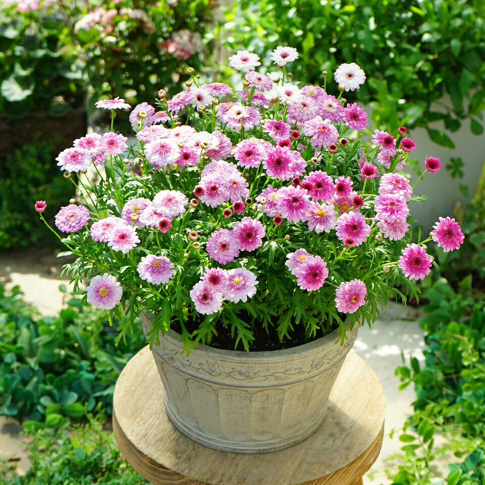 楽天市場】八重咲き マーガレット スマッシュ ダブルホワイト 3.5号