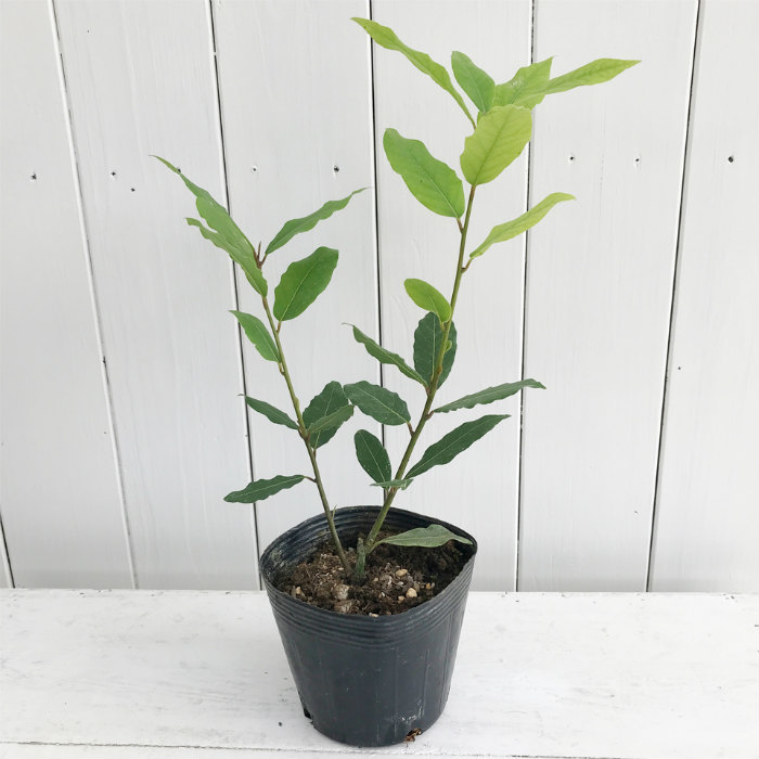 楽天市場】アケボノツツジ 挿し木1年生 7.5cmポット : 富士園芸