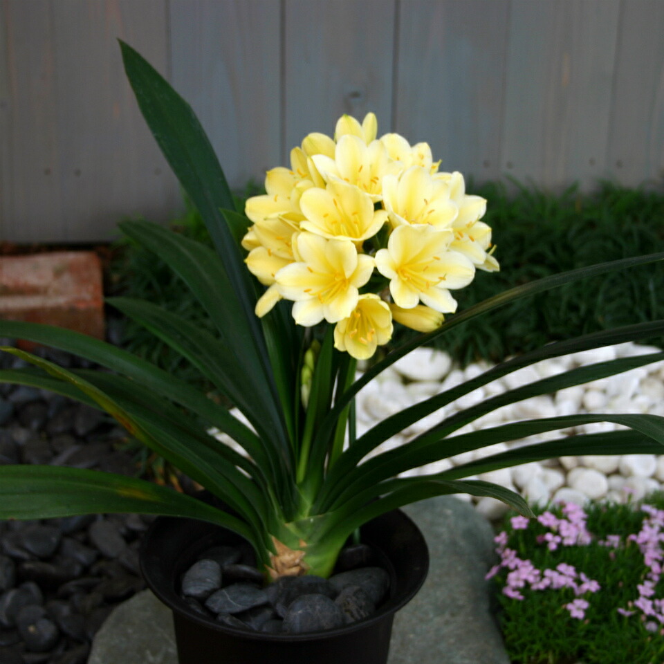 楽天市場】原種君子蘭（クンシラン）ニホンノビリス ポット苗(h23