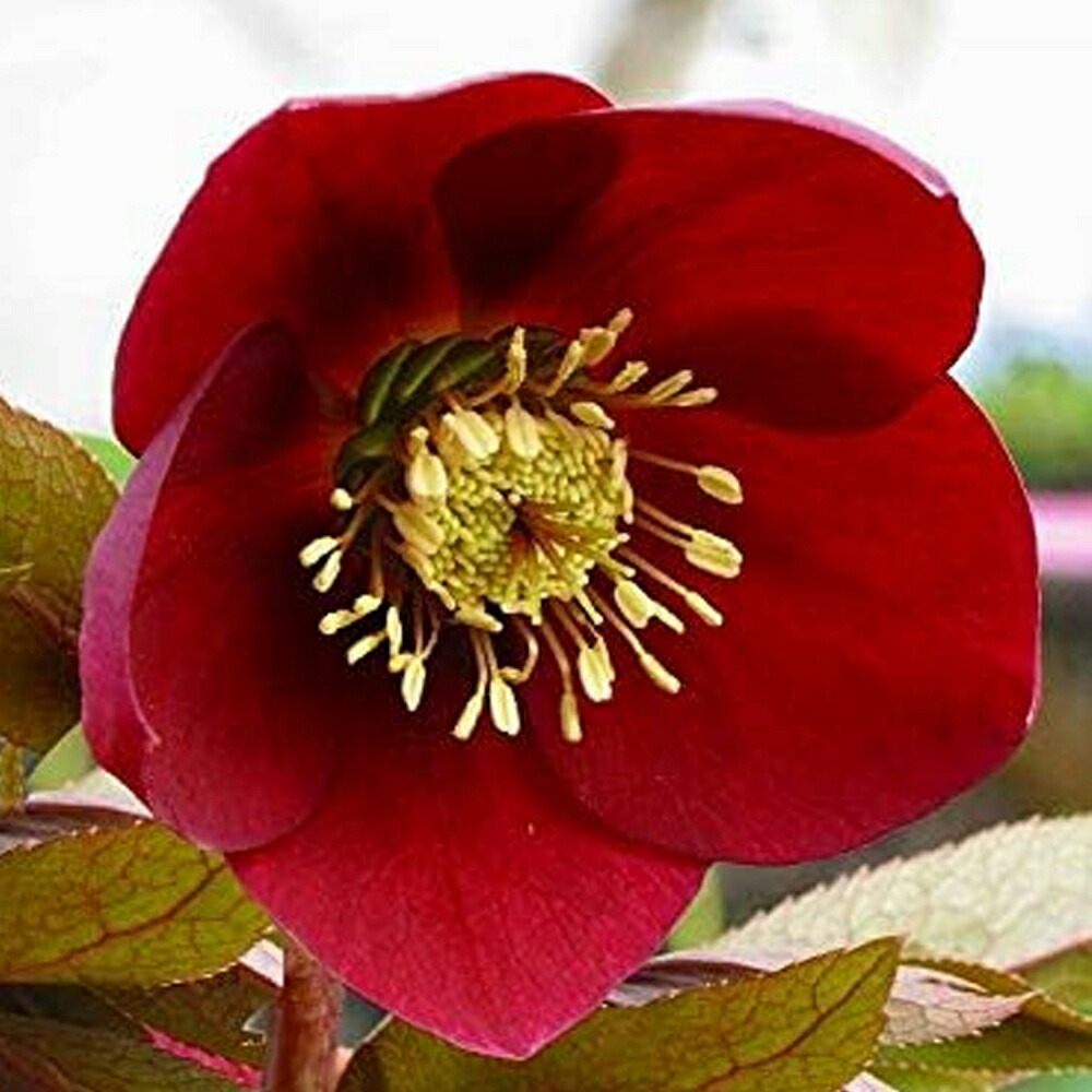 楽天市場】クリスマスローズ チベタヌス 花苗 原種クリスマスローズ