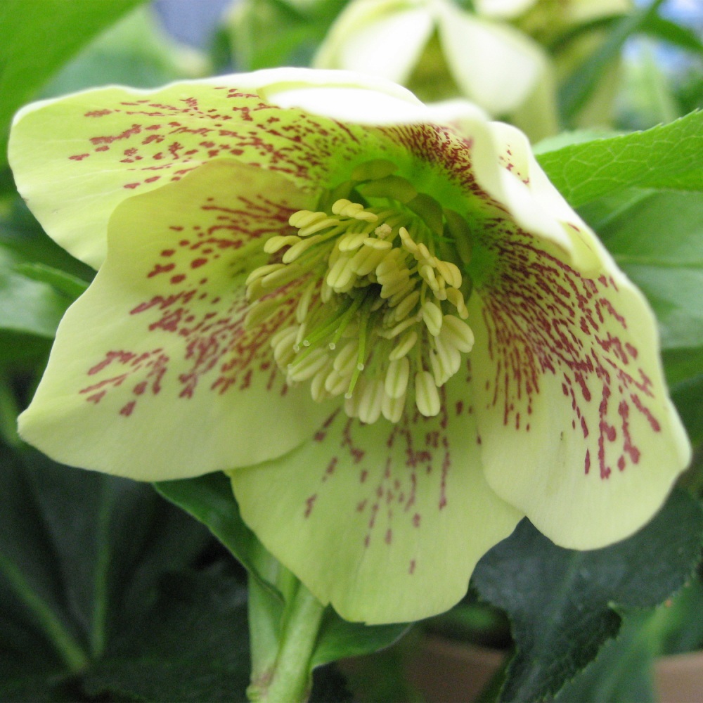 楽天市場】クリスマスローズ・オリエンタリス 一重咲き パープル系