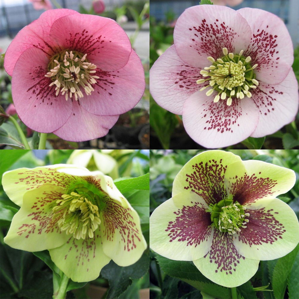 楽天市場】クリスマスローズ・オリエンタリス ピコティ（花付き・開花