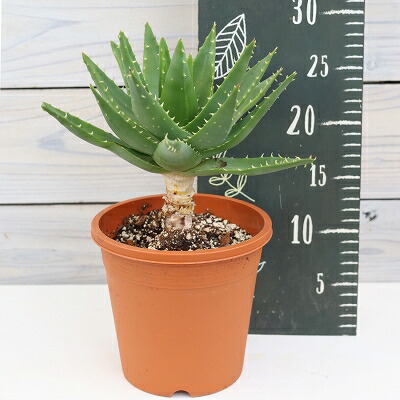 楽天市場】観葉植物：アロエ トンガエンシス メデューサ*大型佐川急便
