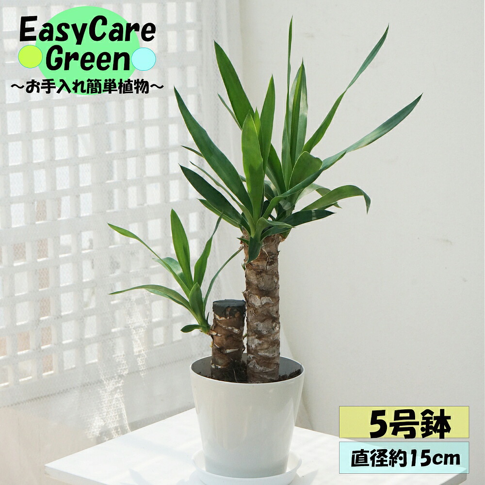 楽天市場】観葉植物 ユッカ ロストラータ 5号鉢 送料無料 観葉植物