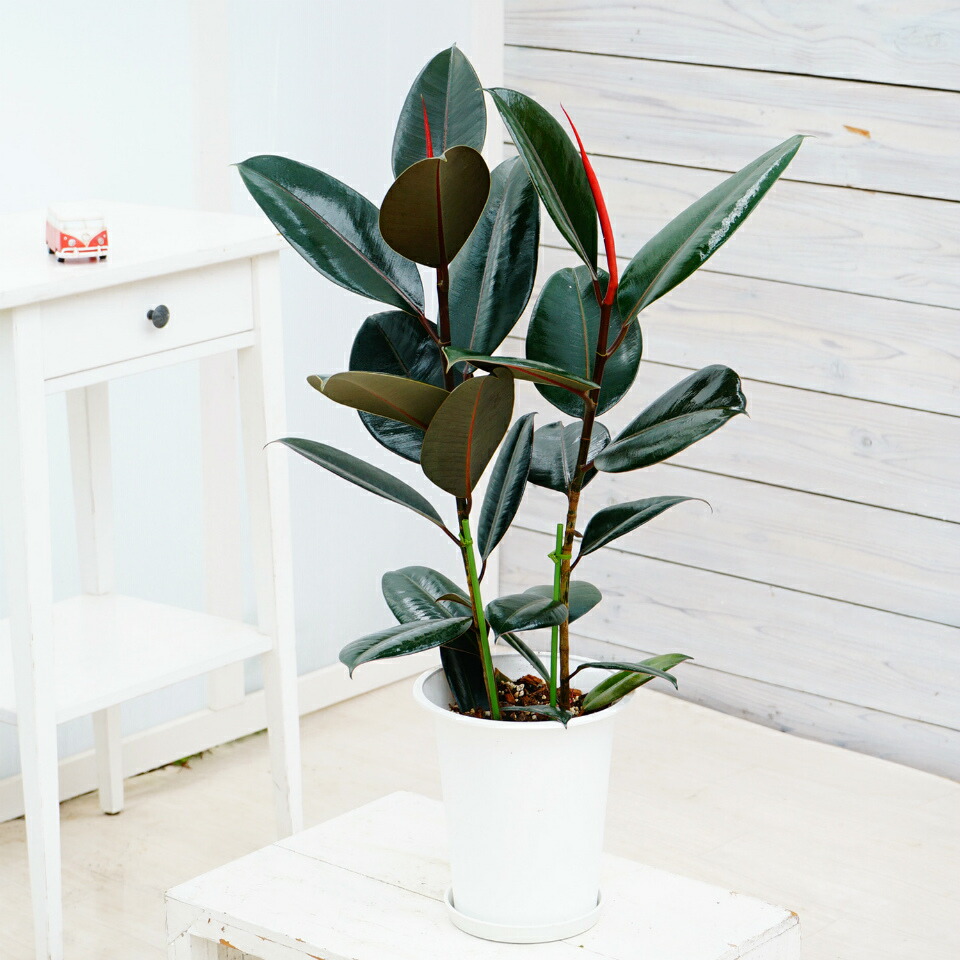 楽天市場】予約販売 観葉植物 フィカス バーガンディ ゴムの木 6号鉢