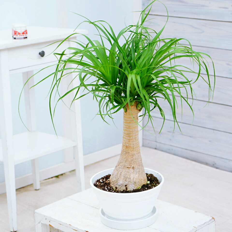 楽天市場】【トックリラン】徳利 観葉植物 風水 開店祝い 新築祝い