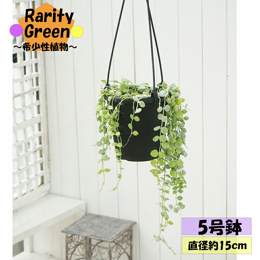 楽天市場】観葉植物 ディスキディア ヌンムラリア バリエガータ 9cm