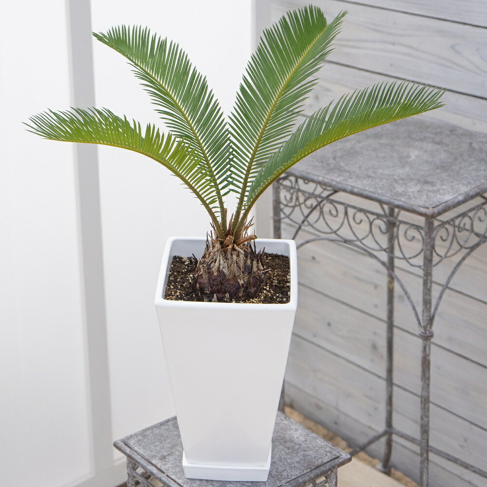 ソテツ 観葉植物 おしゃれスクエア白鉢・縦横高さ50cm ×50cm ×50cm 楽天市場】観葉植物 ソテツ 6号鉢 スクエア鉢 蘇鉄 送料無料