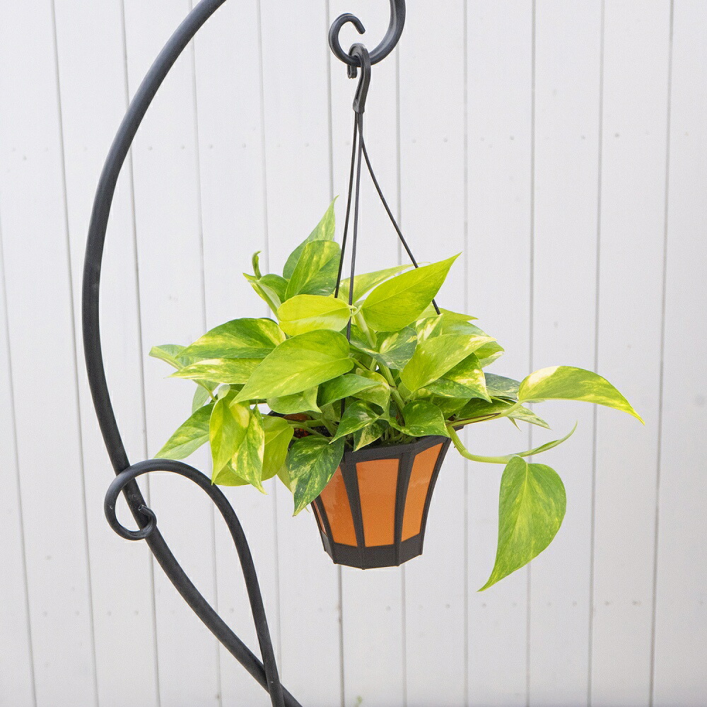 楽天市場】希少品種！ポトス（テルノ）ランコントル吊り鉢 吊るす 観葉