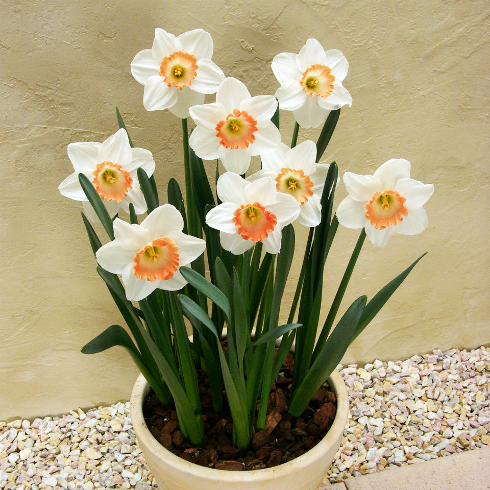 楽天市場】秋植え球根 スイセン 可愛いミニ水仙 ジェットファイヤー 3
