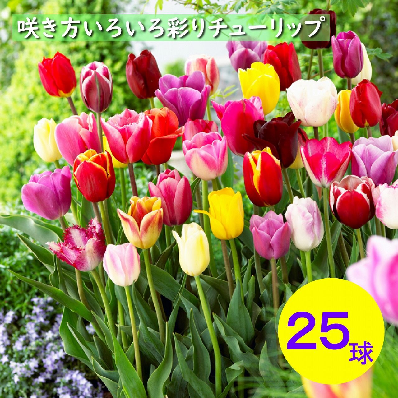 楽天市場】チューリップ 球根 【ず～と咲くミックス・30日間連続開花
