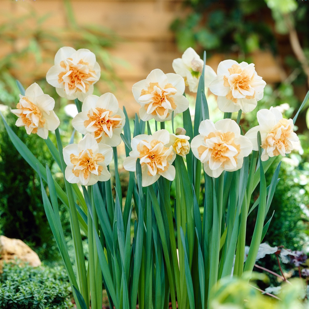 ルドゥーテ「八重咲きスイセン」のアレンジ作品 ルドゥーテ「八重咲きスイセン」のアレンジ作品 ルドゥーテ