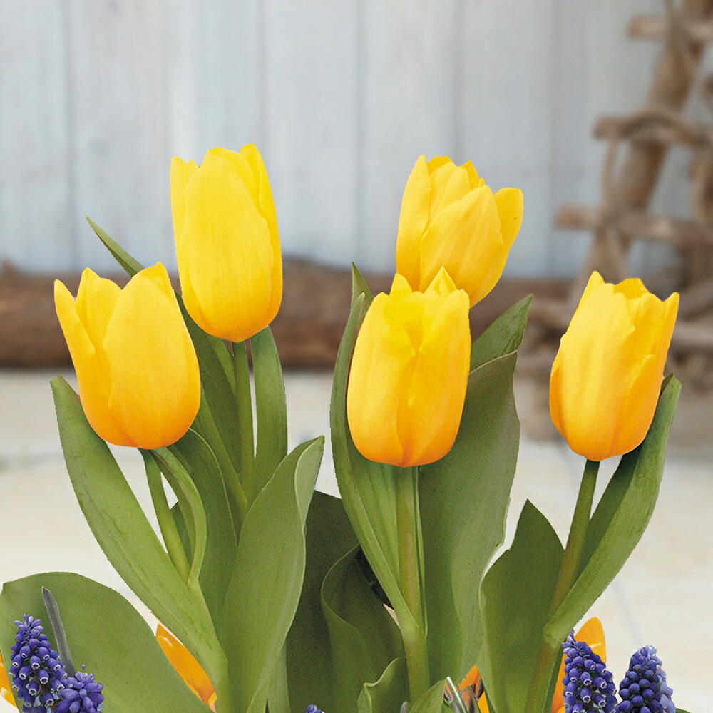 楽天市場】チューリップ 【八重咲き混合】 球根 （5球入り