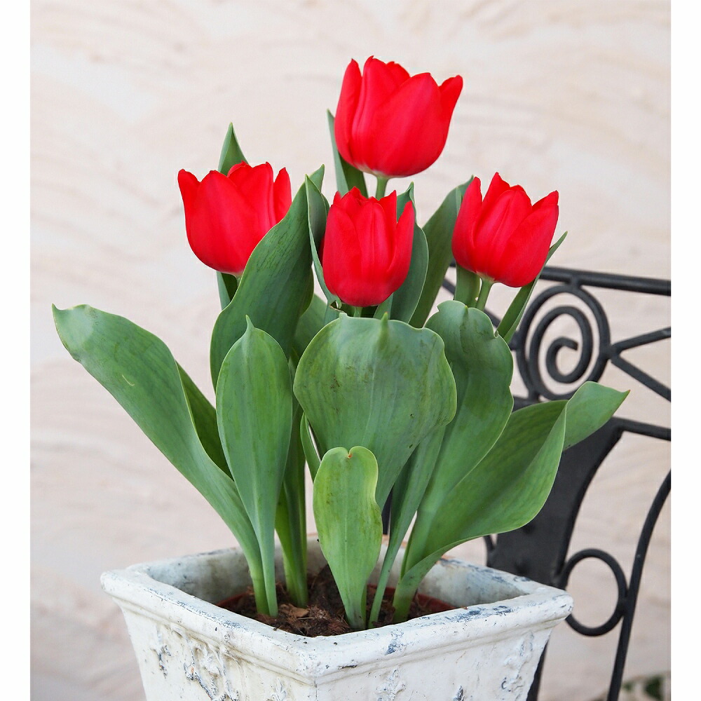 楽天市場】チューリップ 【八重咲き混合】 球根 （5球入り